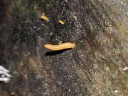 Image of Calocera cornea (Batsch) Fr. 1827