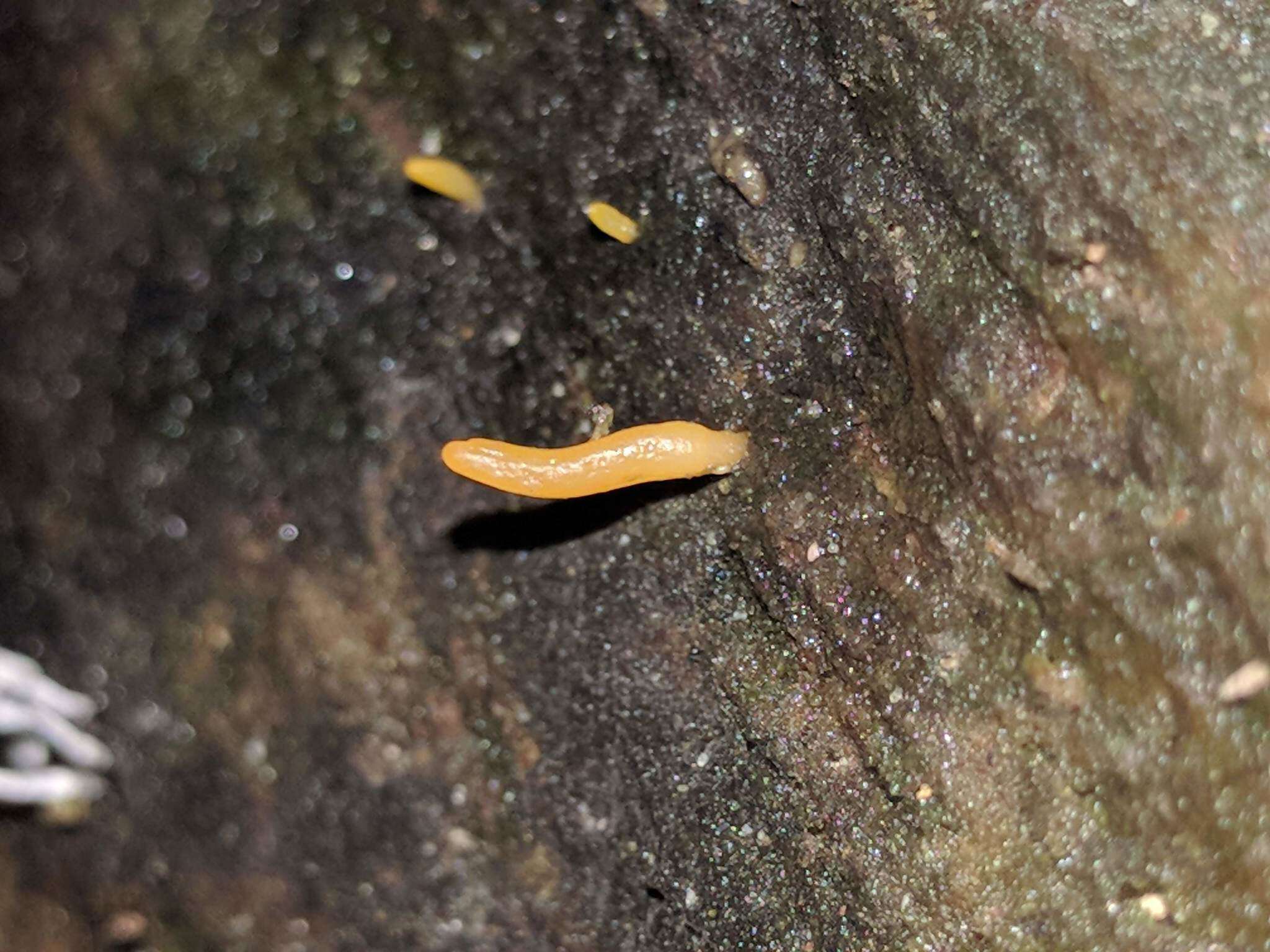 Image of Calocera cornea (Batsch) Fr. 1827