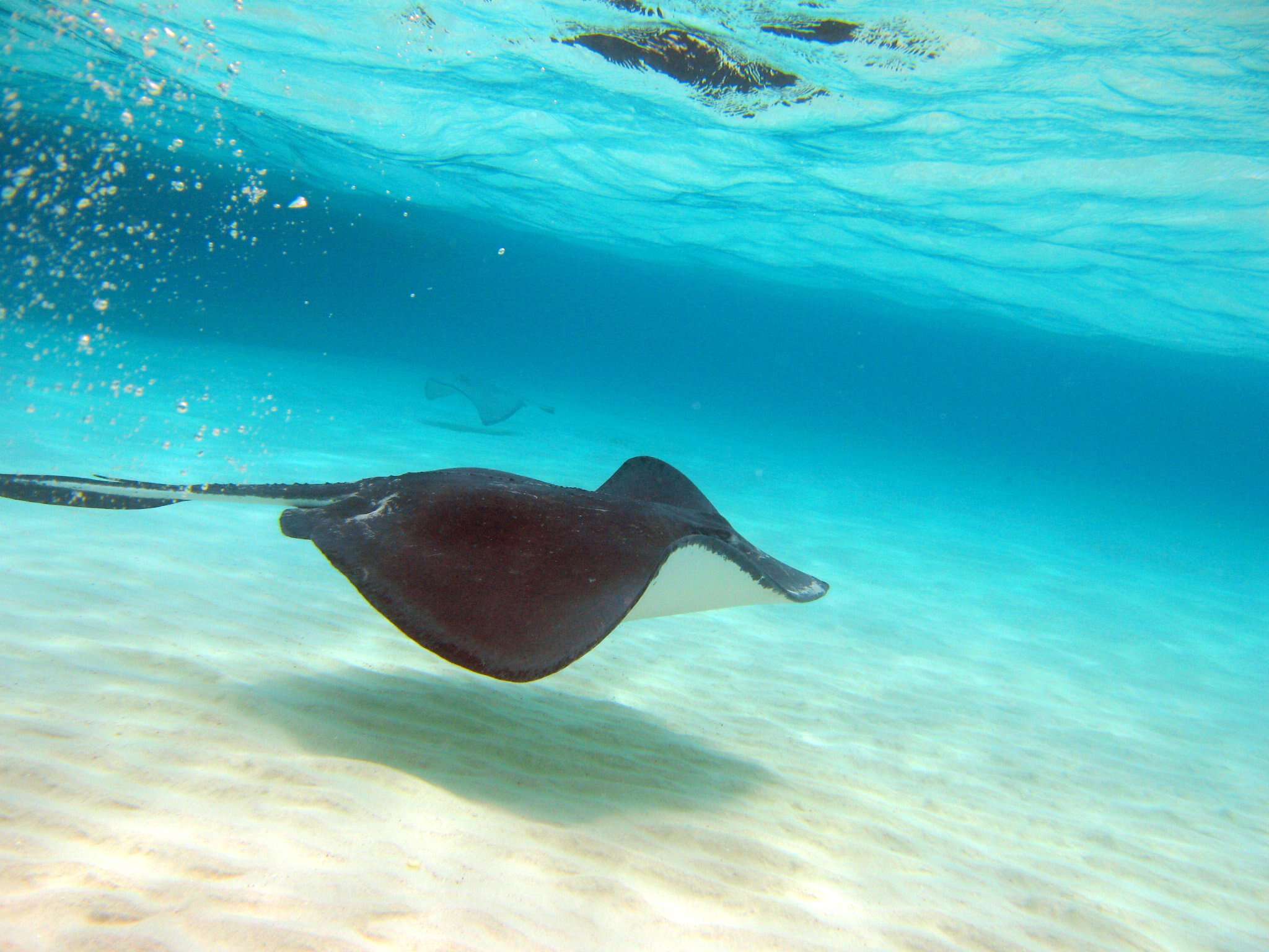 Image of Southern stingray