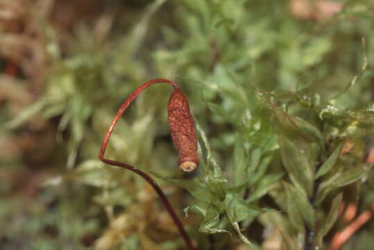 Image of Opal Thread-moss