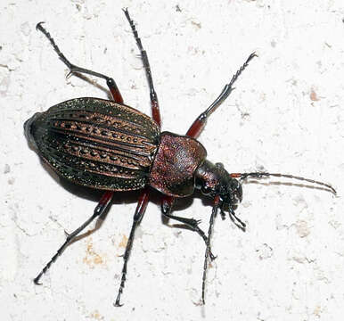 Image of immigrant sausage ground beetle