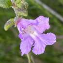 Image of Seaforth Mint-bush