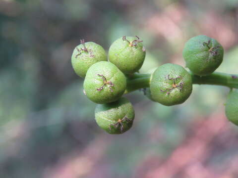 Croton persimilis Müll. Arg.的圖片