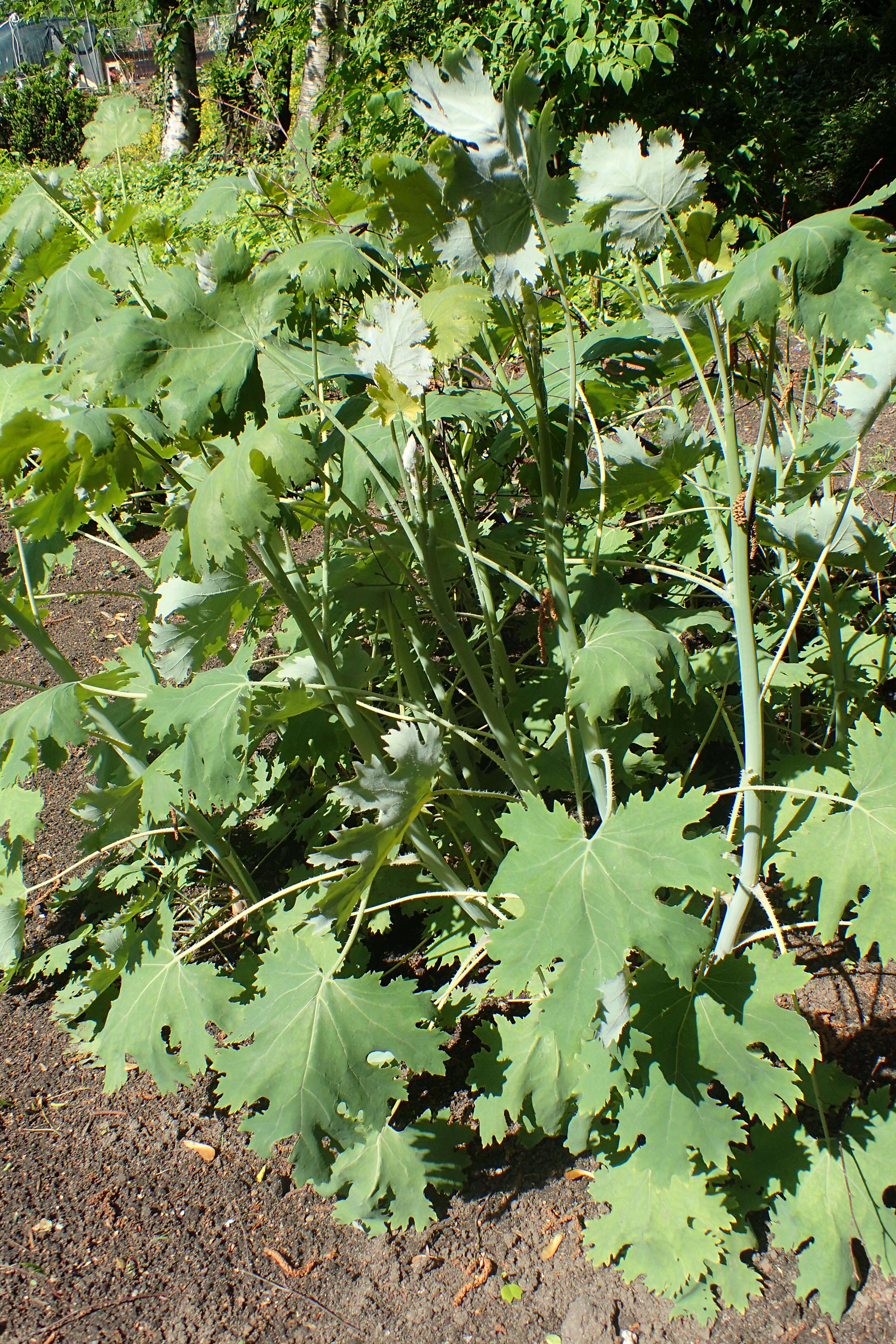 Imagem de Macleaya microcarpa (Maximowicz) Fedde