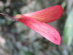 Image of Hopea ponga (Dennst.) D. J. Mabberley