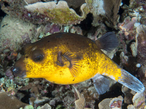 Image of Black Spotted Blow Fish