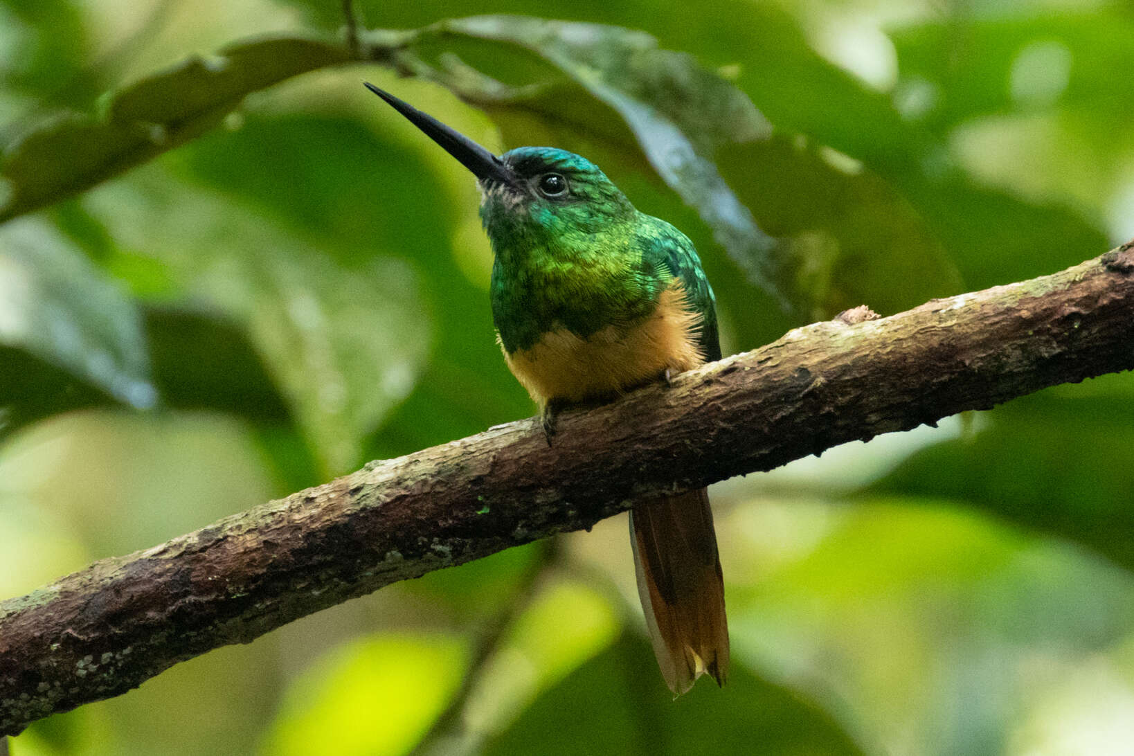 Image of Bluish-fronted Jacamar