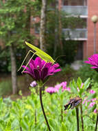 Image of sickle-bearing bush-cricket