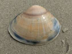 Image of rayed trough clam