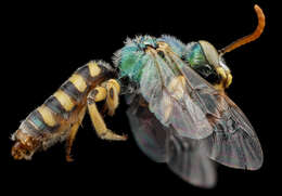 Image of Angeles Striped Sweat Bee