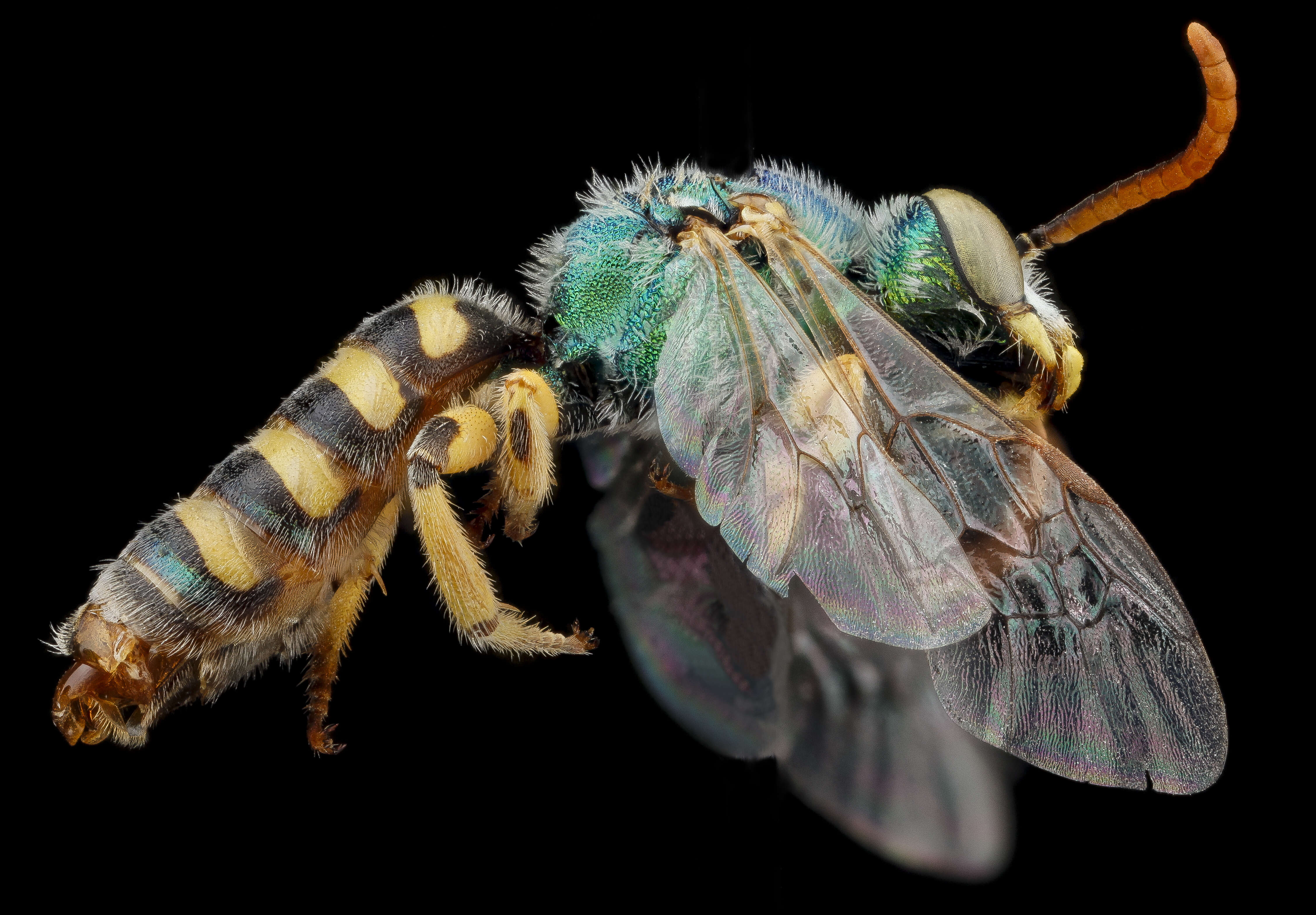 Image of Angeles Striped Sweat Bee