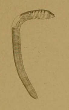 Image of earthworms