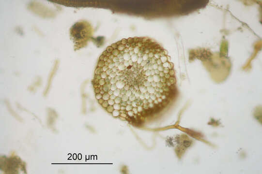 Image of tortula moss