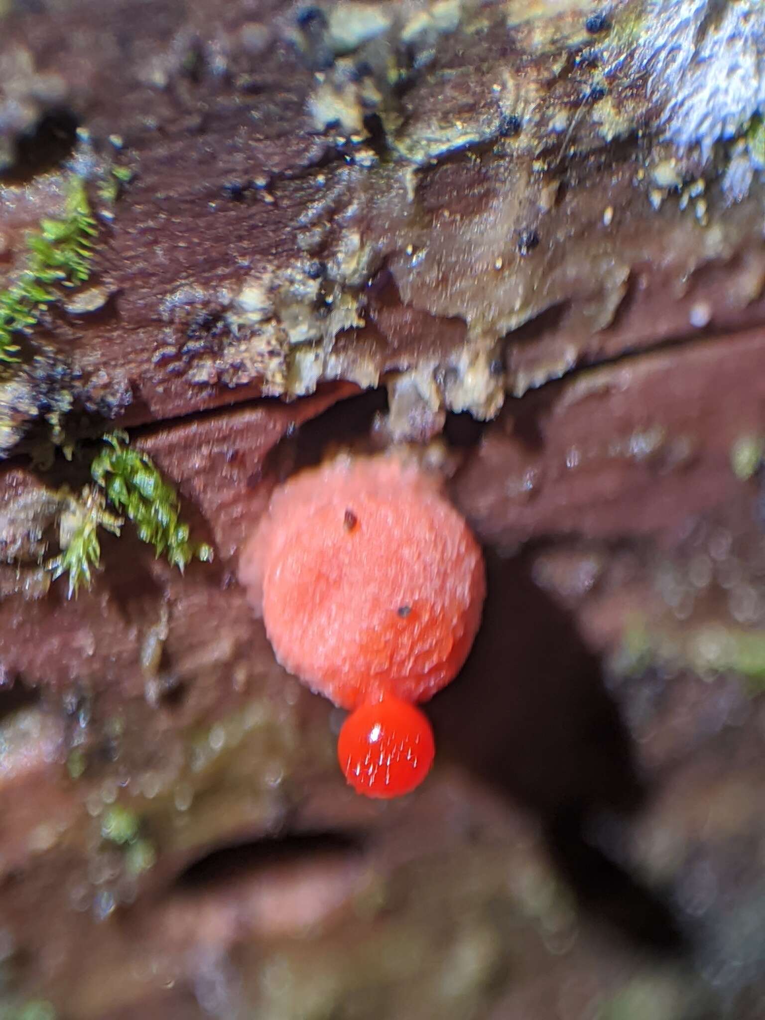 Image of Lycogala epidendrum