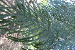 Imagem de Thuja plicata Donn ex D. Don