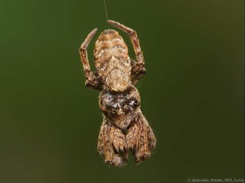 Image of Hyptiotes paradoxus (C. L. Koch 1834)