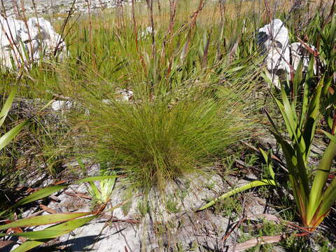 صورة Tetraria ligulata (Boeckeler) C. B. Clarke