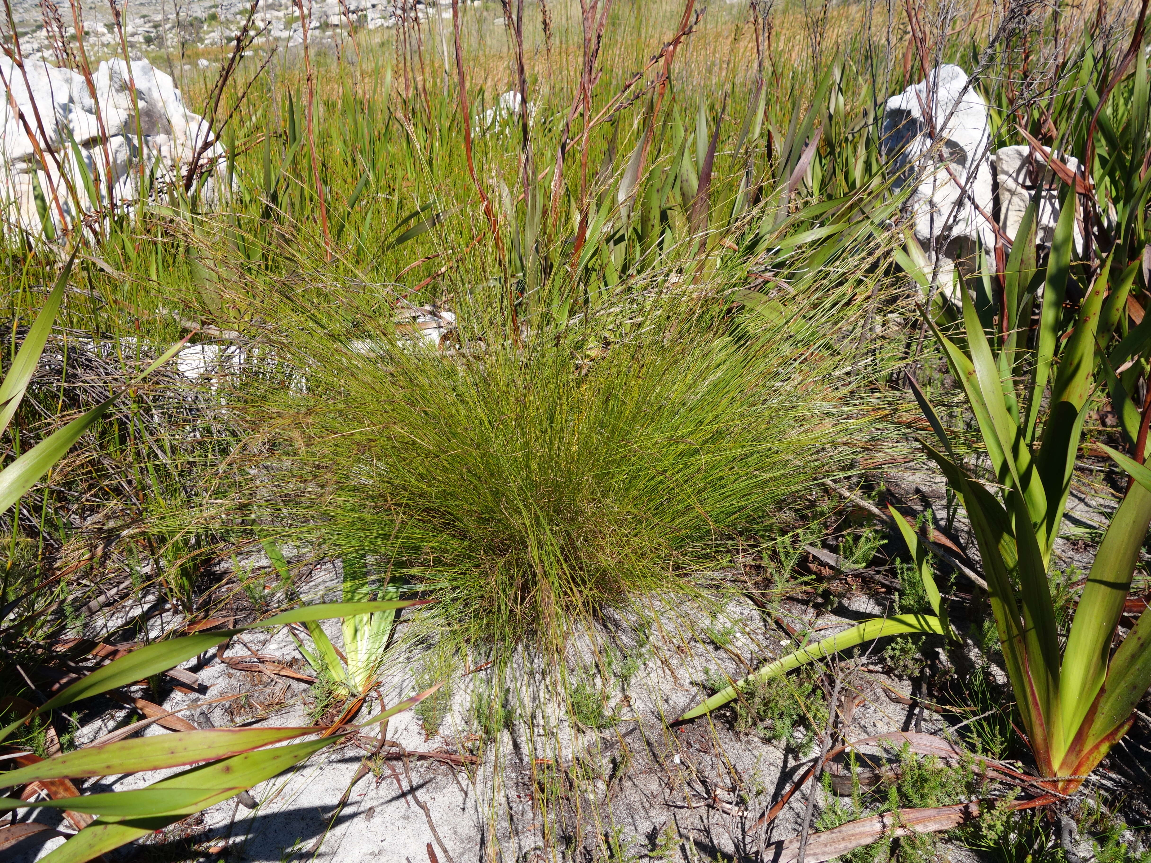 Image of Tetraria ligulata (Boeckeler) C. B. Clarke