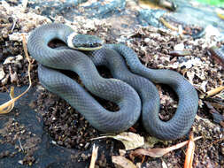 Image of Ring-necked Snake