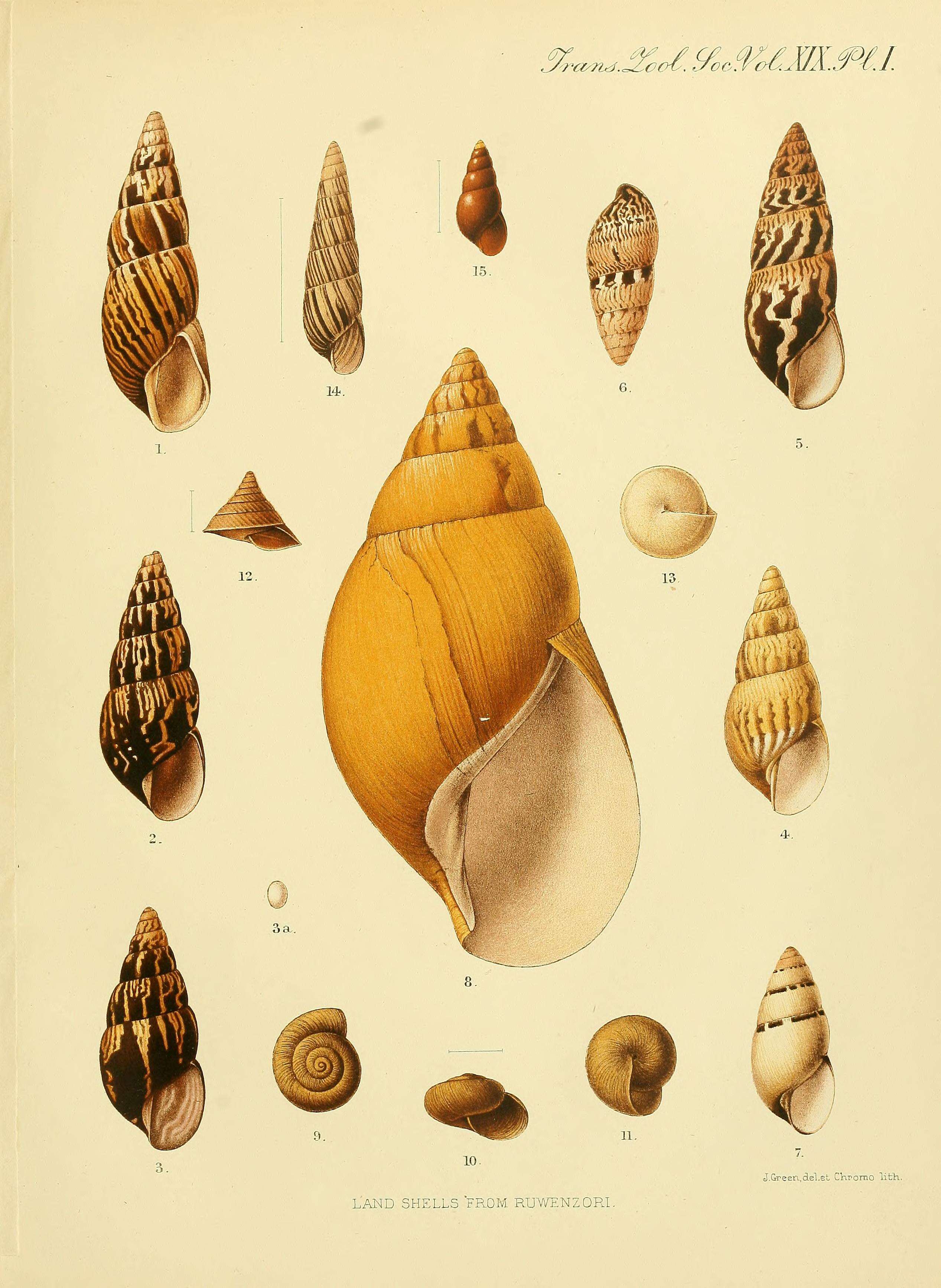 Image of Limicolaria Schumacher 1817