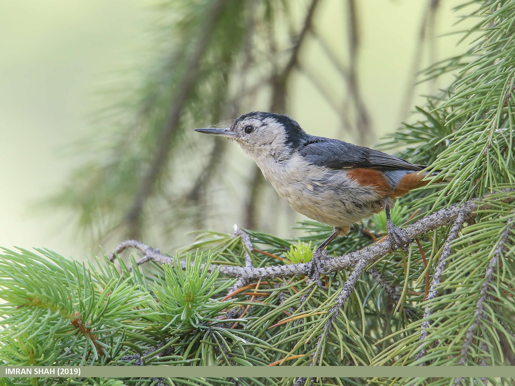 Слика од Sitta leucopsis Gould 1850