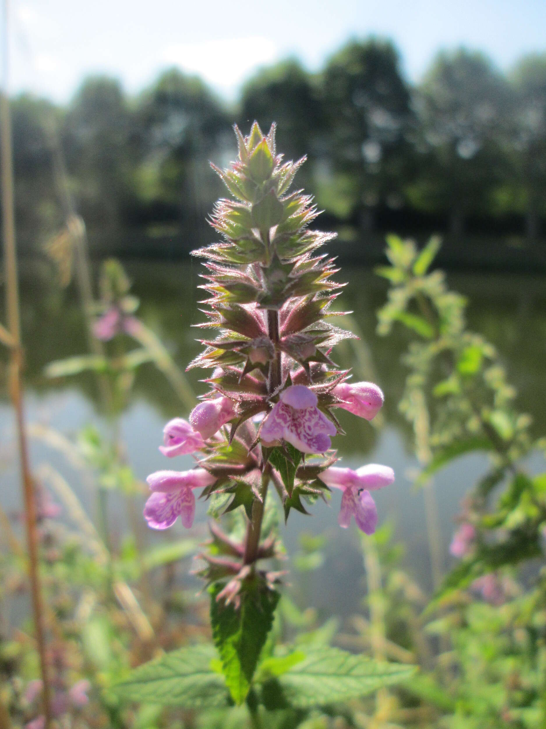 Слика од Stachys palustris L.