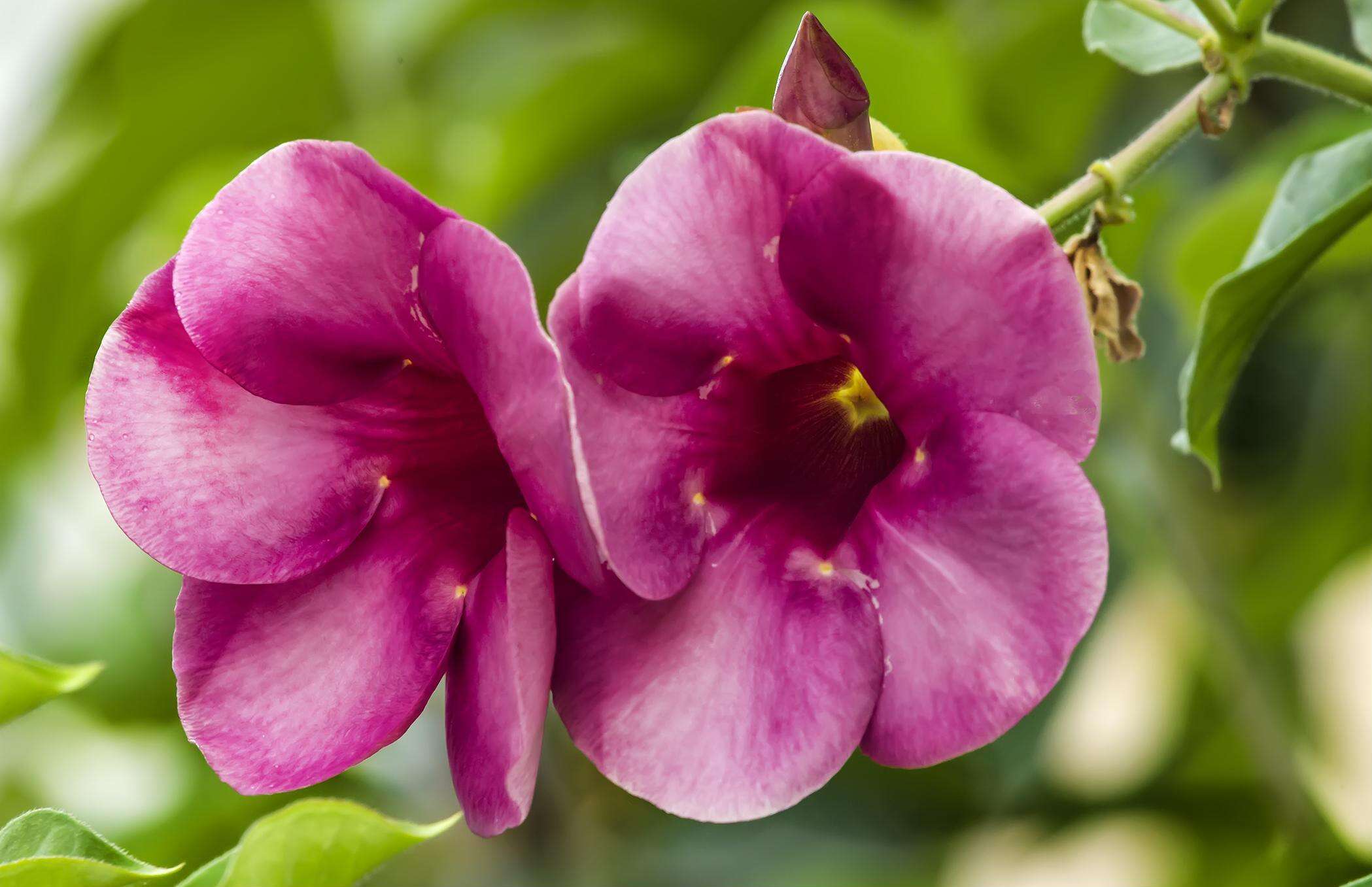 Image of purple allamanda