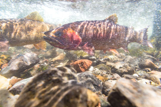 Image of Oncorhynchus clarkii bouvieri