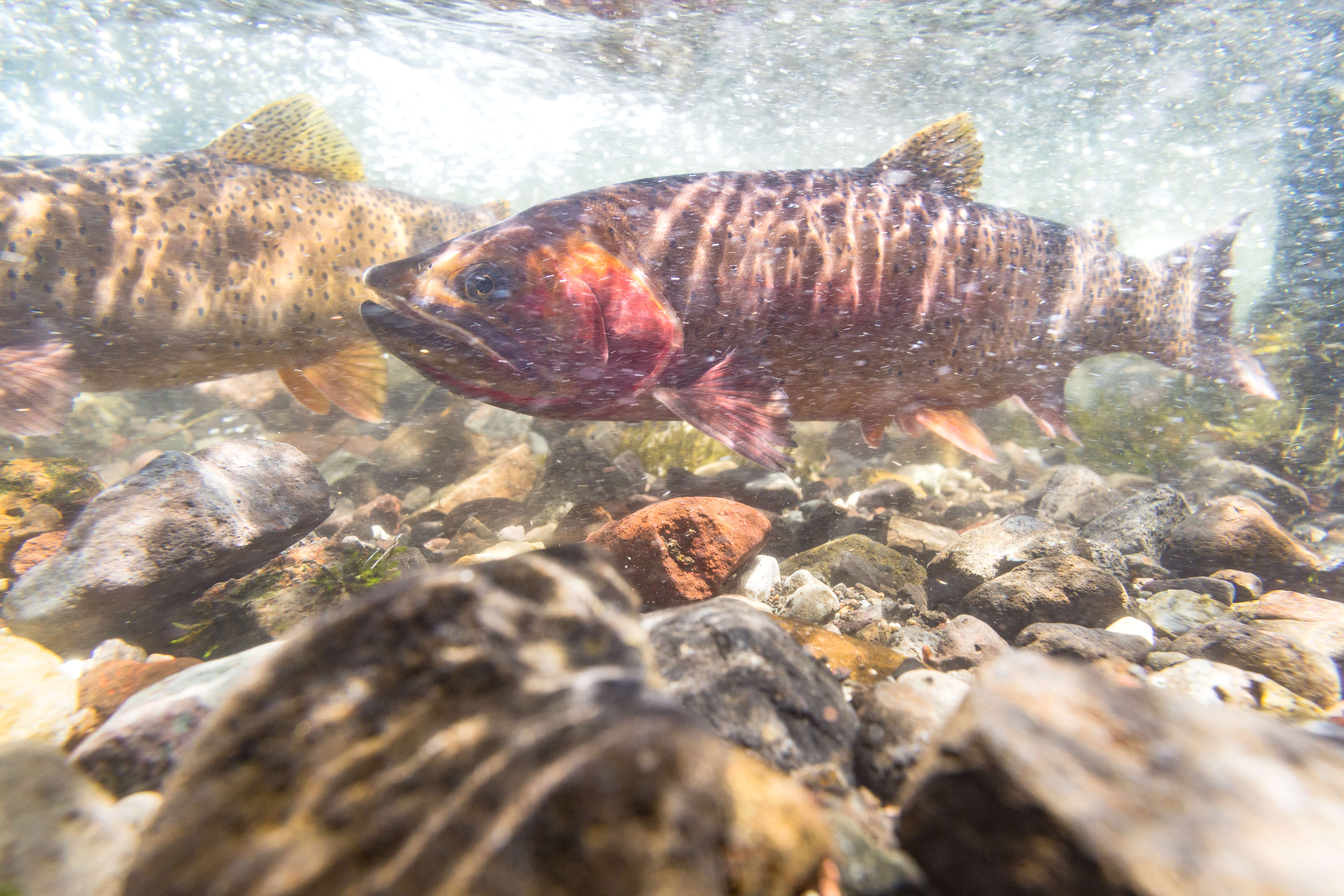 Image of Oncorhynchus clarkii bouvieri