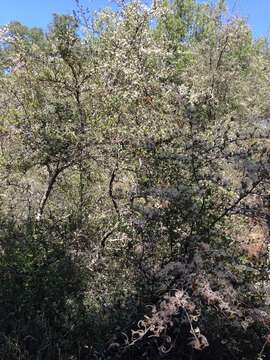 Image of Cercocarpus montanus var. glaber (S. Wats.) F. L. Martin