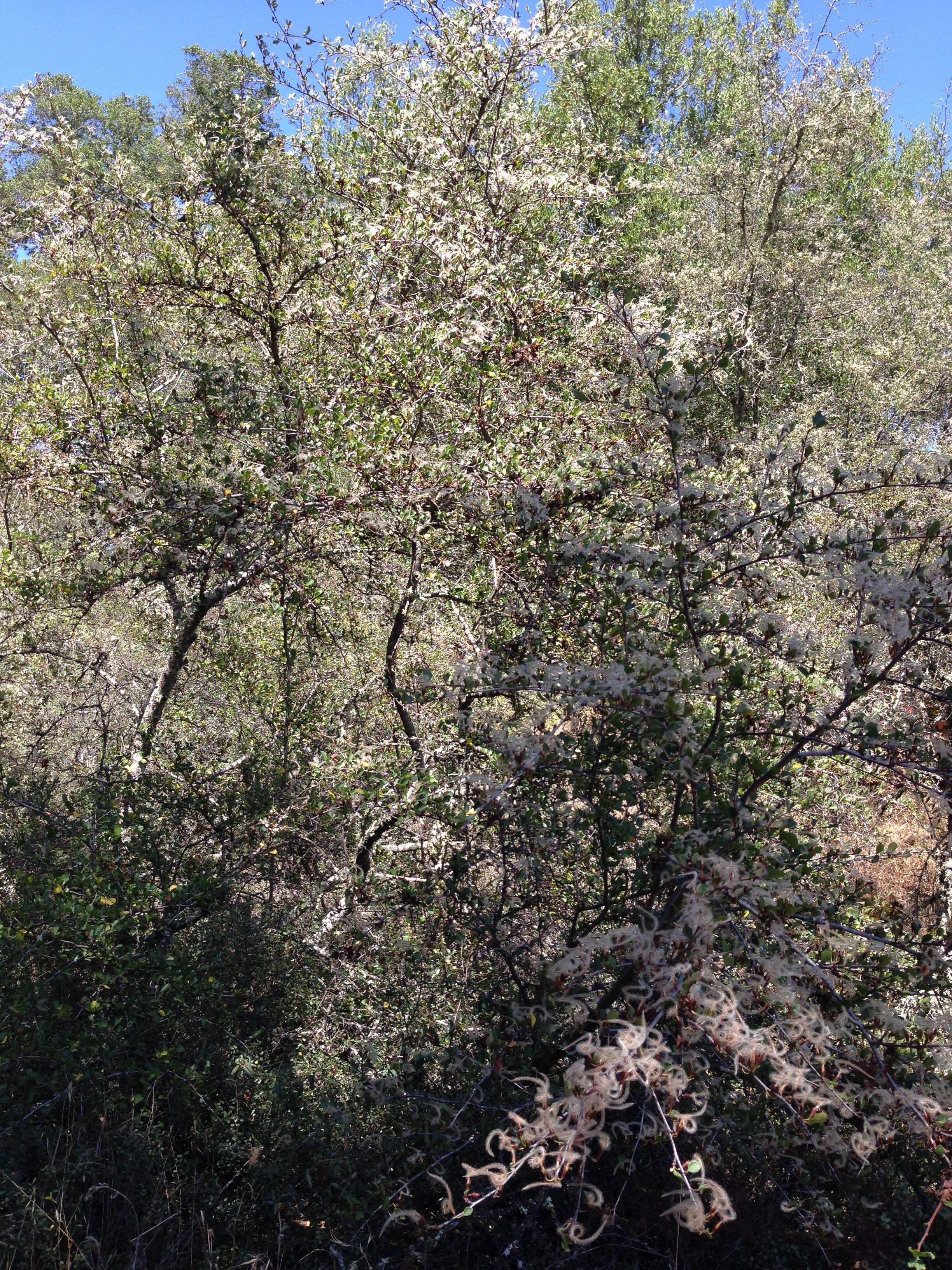 Image of Birch-leaf Mountain-mahogany