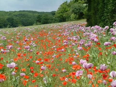 Image of round pricklyhead poppy