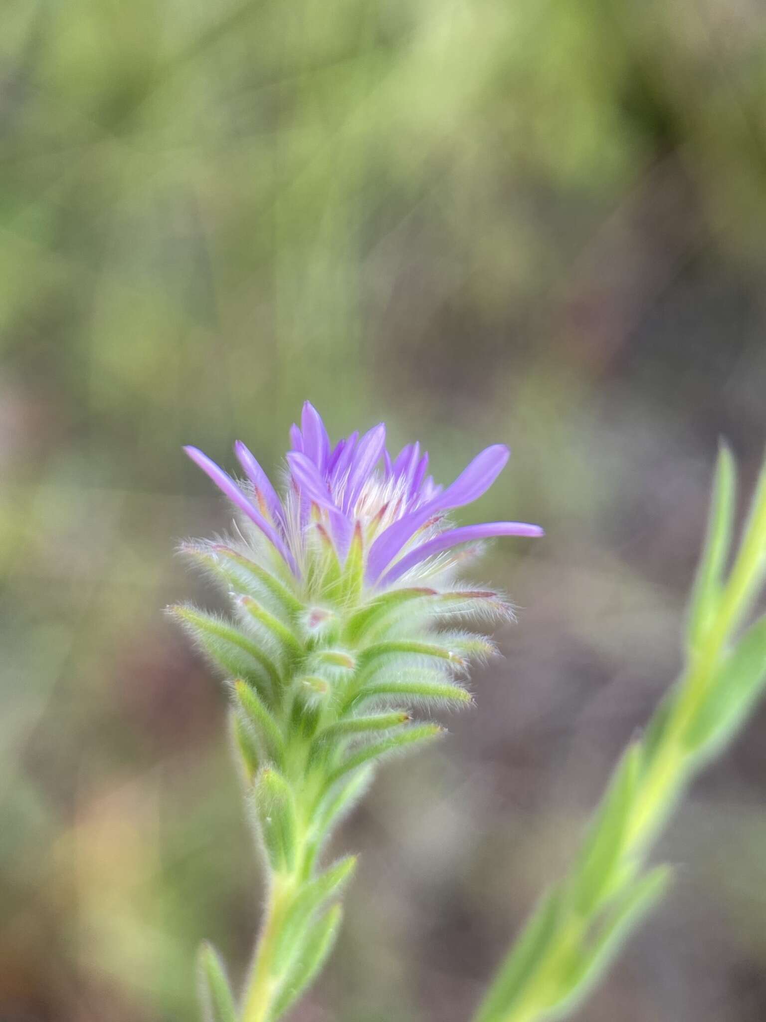 Image of Symphyotrichum plumosum (Small) Semple