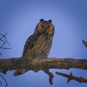 Image of Long-eared Owl