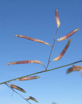 Image of Brown's lovegrass