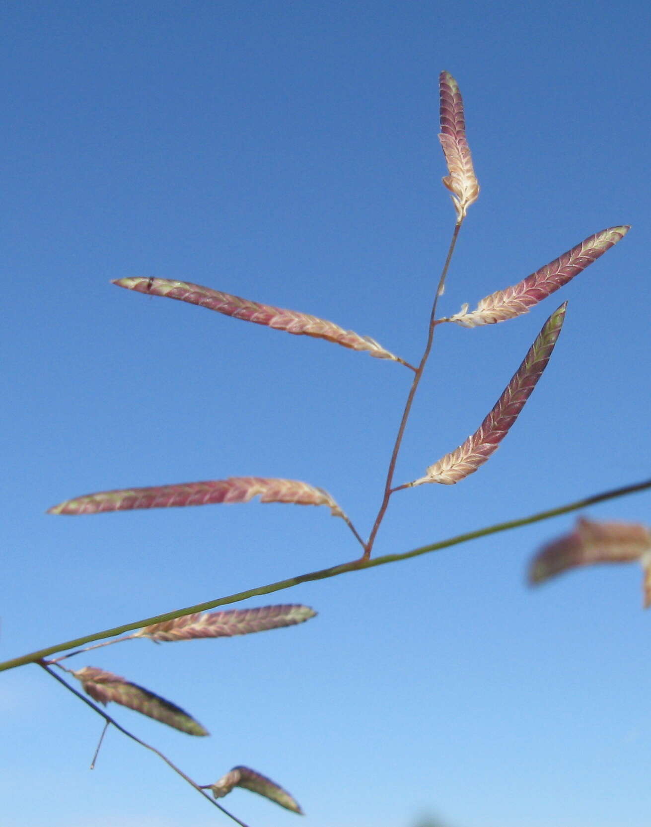 Image of Brown's lovegrass