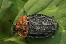 صورة Oiceoptoma thoracicum (Linnaeus 1758)