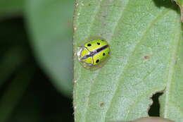 Image of Chiridopsis bipunctata (Linnaeus 1767)