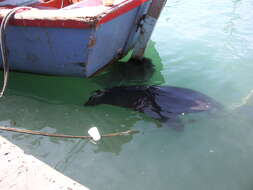 Image of Afro-Australian Fur Seal