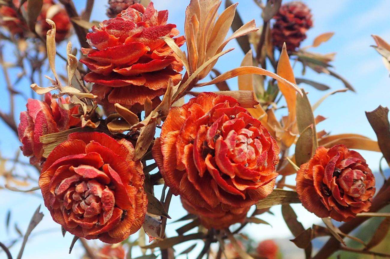 Imagem de Leucadendron conicum (Lam.) I. Williams