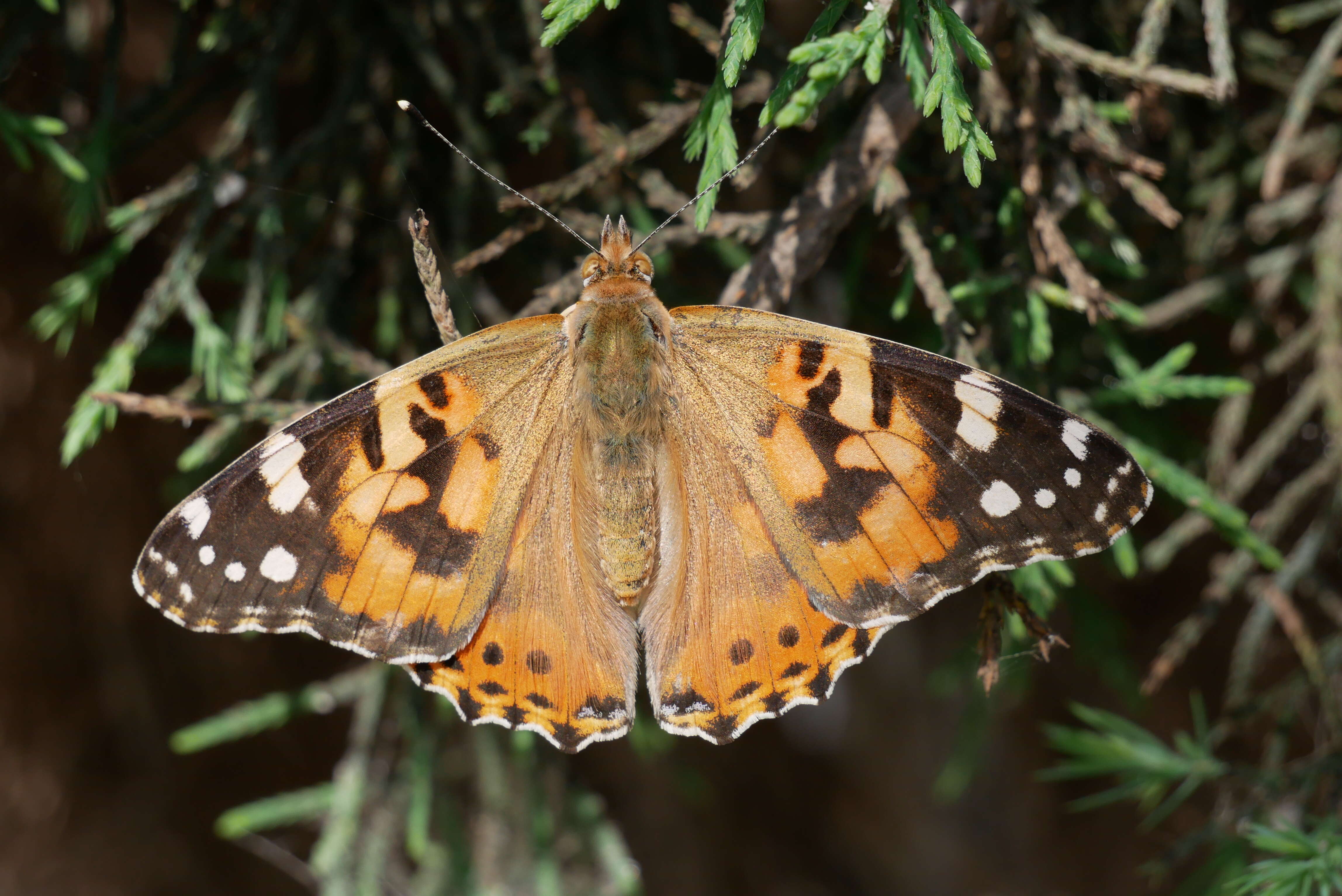 Plancia ëd Vanessa cardui