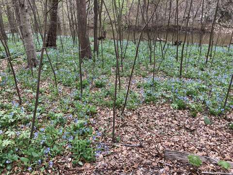 Mertensia virginica (L.) Pers. ex Link resmi