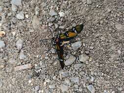 Image of Princely tiger moth