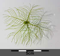 Слика од Myriophyllum verticillatum L.