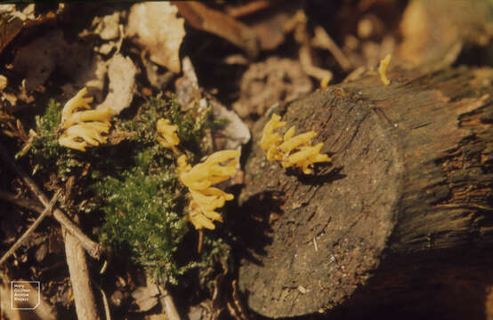 Image of Calocera viscosa (Pers.) Fr. 1821