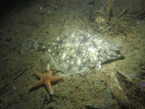 Image of Starry flounders