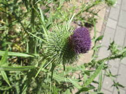 Image of Spear Thistle