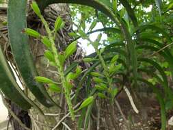 Слика од Rhynchostylis retusa (L.) Blume