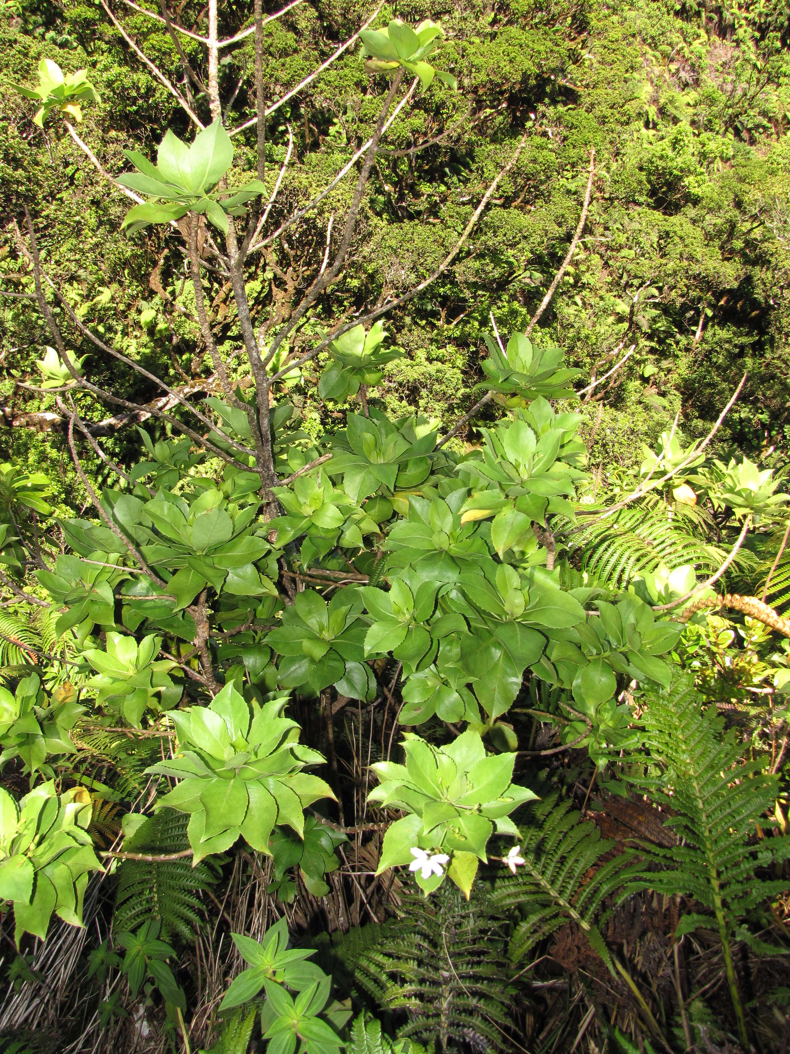 Imagem de Scaevola chamissoniana Gaud.