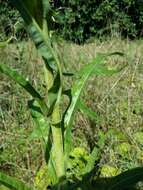 Image of marsh sow-thistle